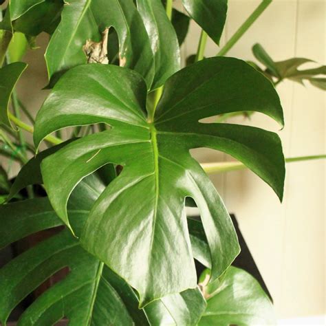 Check spelling or type a new query. A Tropicool Cat Oasis 🌴🌞 | Leaf and Paw