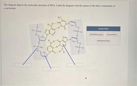 Solved The Diagram Depicts The Molecular Structure Of Dna Chegg My XXX Hot Girl