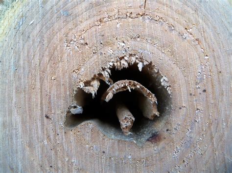 Many species may be attracted to the moist environment if you have a backyard, you'll know that it can be a haven for outdoor activities, such. Ants in Your Backyard - Wildlife Leadership Academy