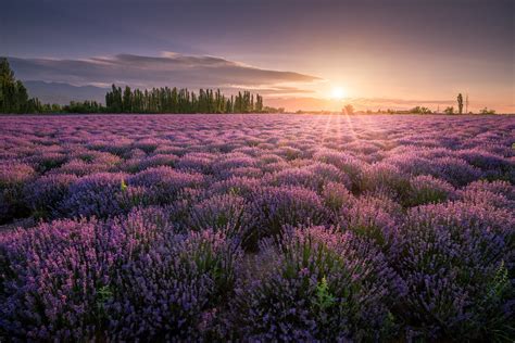 30031 Lavender Hd Field Purple Flower Sunrise Rare Gallery Hd