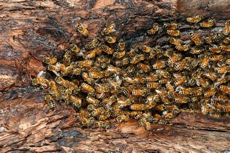 Information About Beesmediumres  On Feral Bees Davis Localwiki