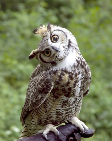 Why Do Owls Hoot Owl Great Horned Owl Horned Owl