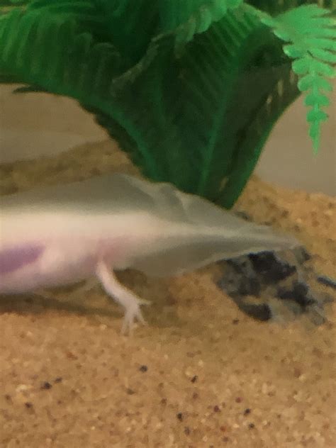 Help With First Axolotl Newts And Salamanders Portal