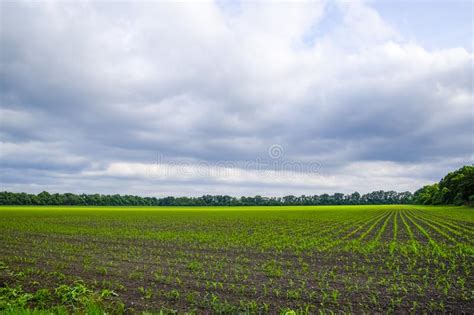 Cornfield Small Corn Sprouts Field Landscape Cloudy Sky And Stalks