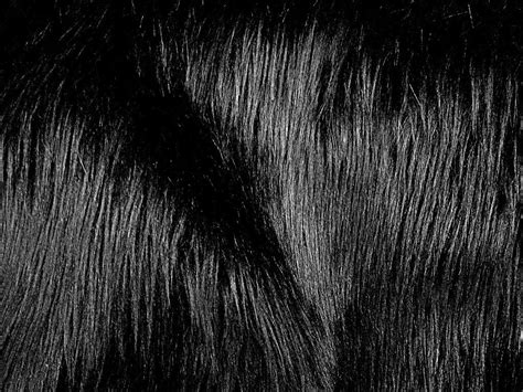 Black Fur Wallpapers On Wallpaperdog