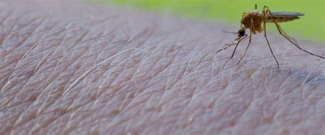 Mosquito Control | Effective Mosquito Treatments In TX, AZ ...