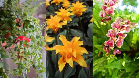 Best Indoor Flowering Plants 10 Pretty Blooms To Grow