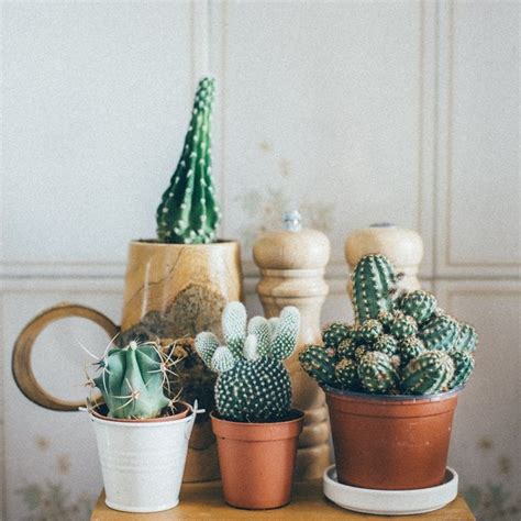 El significado de regalar un cactus tiene viene desde tierras muy lejanas, de la mano del feng shui. How to Revive a Succulent Plant | Hunker