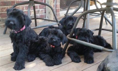 Miniature standard giant schnauzer dog puppy many styles color wrist watch. Black AKC Giant Schnauzer Puppies - Only 4 left for Sale ...