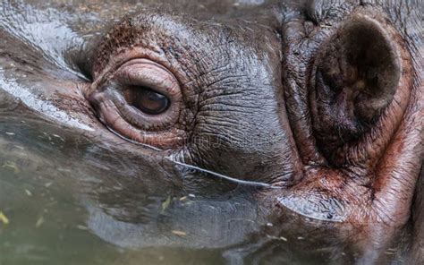 Close Up Shot Of Hippo S Eye Stock Image Image Of Hippopotamus