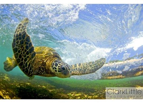 Endangered Hawaiian Sea Turtles Surfing Animal Planet