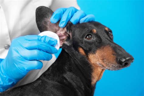 Ear Mites In Dogs Symptoms And Treatment My Itchy Dog