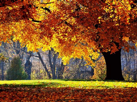 Free Download Wallpaper Autumn Tree Yellow Leaf Oak Autumn Oak Tree