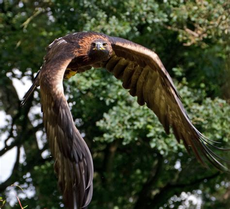 Check spelling or type a new query. Everything You Wanted to Know About the Golden Eagle ...