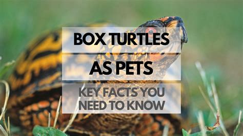Box Turtles As Pets Key Facts You Need To Know Reptiles Pets