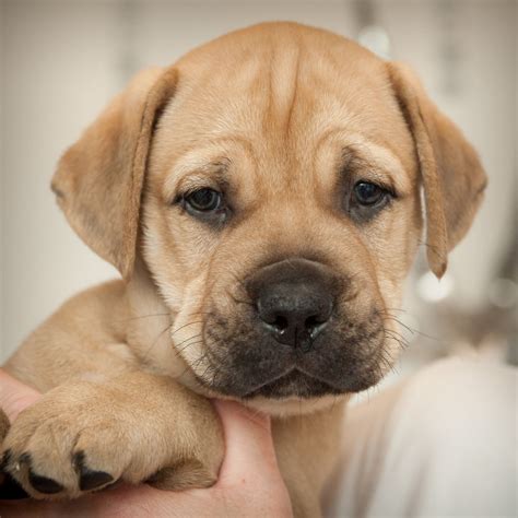 Find the perfect bullmastiff puppy for sale at puppyfind.com. Bullmastiff Male Puppy - Pick of litter | Liverpool, Merseyside | Pets4Homes