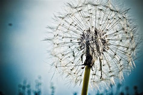 14+ hintergrund hd pc hintergrund. Pusteblume - photoholics.de