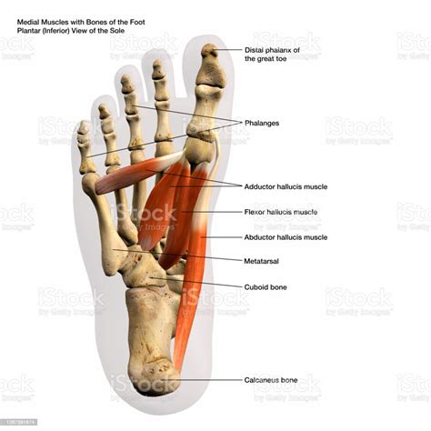 Medial Muscles And Bones Of The Foot Sole Labeled Human Anatomy Diagram