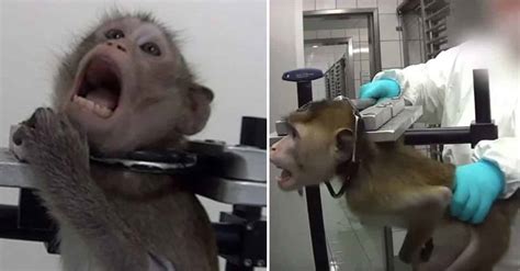 Undercover Footage Shows Monkeys, Cats, And Dogs Screaming In Pain In