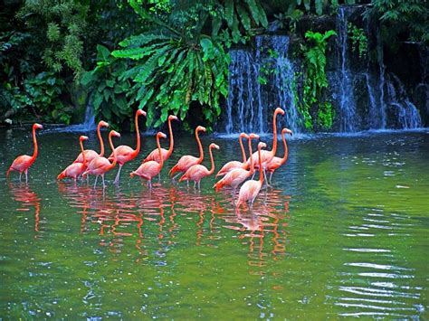 Pond With Pink Flamingos Fall Bonito Nice Locely Green Waterfall Reflection Hd Wallpaper