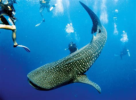 scuba diving with whale sharks in belize and australia how to spend it