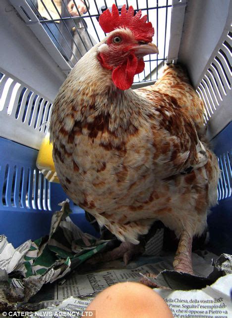 Gianni The Gender Bending Rooster Starts To Lay Eggs Daily Mail Online