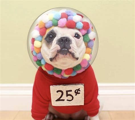 30 Diy Funny Dog Costumes Ideas 44 Fashion Street