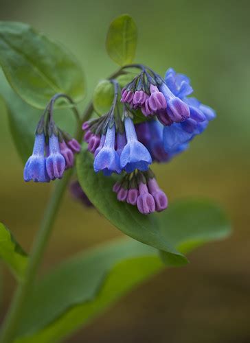 Virginia Bluebells Shot At Clifty Falls State Park Madison Flickr