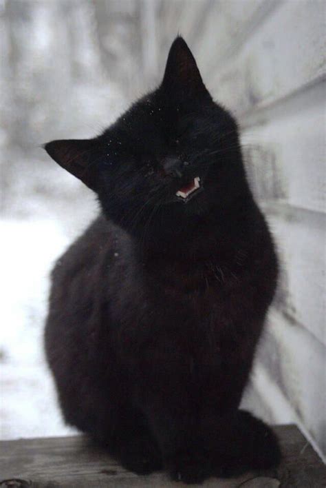 Smiling Black Cat In 2020 Cats Animals Pretty Cats