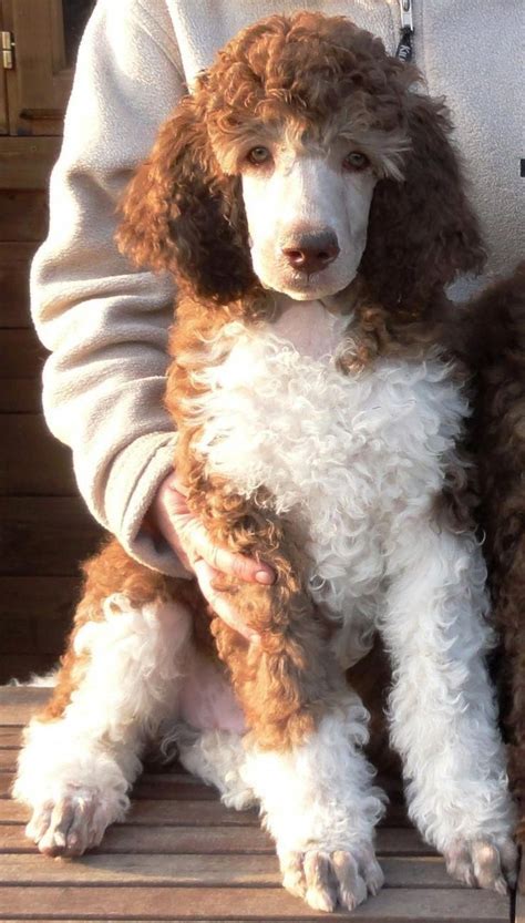 Standard Poodle Puppies For Sale Under 500 Puppies