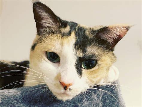 What is a good japanese name? 320 Asian Cat Names - Japanese and Korean Cat Names - The Paws