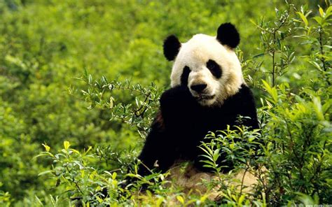 Save The Panda Bears Flora And Fauna Wallpaper 18586477 Fanpop