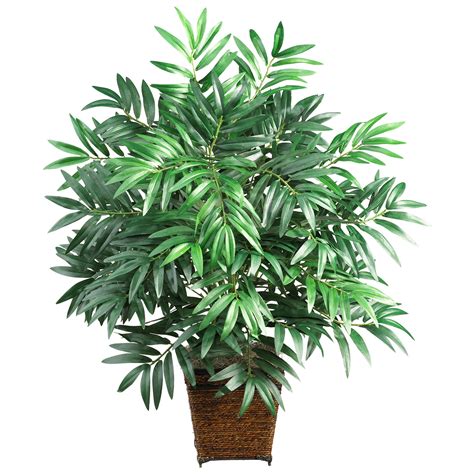 Of these, one species, chamaedorea costaricana (the bamboo palm) reigns supreme among gardeners and home decorating enthusiasts as the palm to get. 32 inch Bamboo Palm in Wood Wicker Basket | 6556