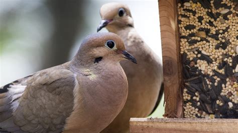 The Best Types Of Bird Feeders For Doves