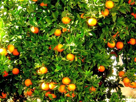 Free Images Flower Orange Tree Food Produce Vegetable Crop