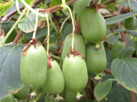 This exotic fruit is known as the cashew fruit or cashew apple. Unusual Fruit Bushes From Beardsworths Nurseries
