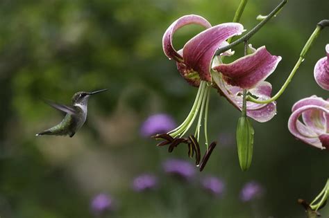 A Female Ruby Throated Hummingbird Approaching A Lily At The Wegerzyn