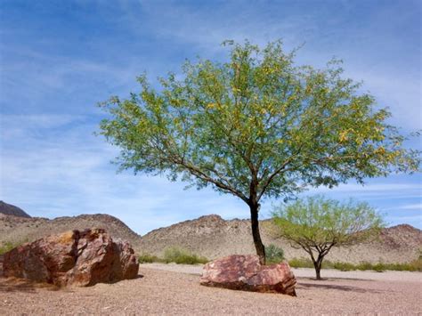 Best Drought Tolerant Trees For Arizona Climate
