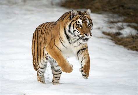 Siberian Tiger Size Habitat Population And Facts Britannica