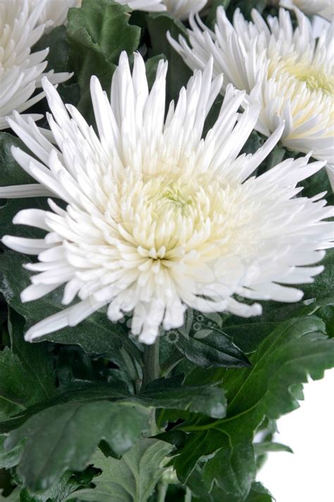 Chrysanthemum Anastasia White Flowers Flowers