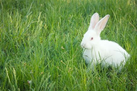 Premium Photo Cute White Rabbit In Green Grass
