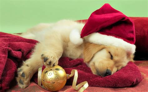 Is Christmas The Best Time For A New Dog 3 Million Dogs