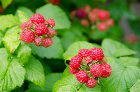 Pruning Raspberry And Blackberry Plants