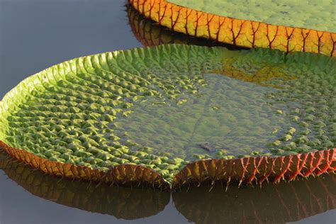 victoria amazonica lily pads photograph by keren su pixels