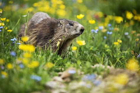 How To Keep Groundhogs Out Of Garden Fasci Garden