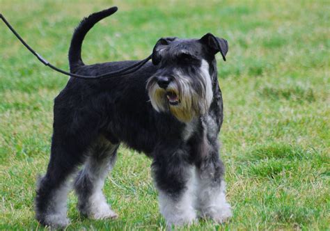 File:Miniature Schnauzer R 06.JPG - Wikimedia Commons