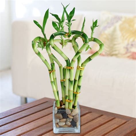20 Decoration Ideas With Bamboo Beautiful Plant With A Lot Of Symbolism
