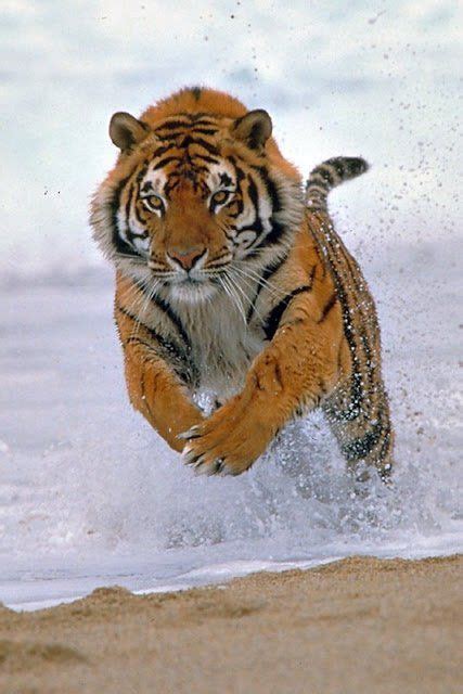 Large Beautiful Tiger Running Through Ocean Water Wild Cats Animals
