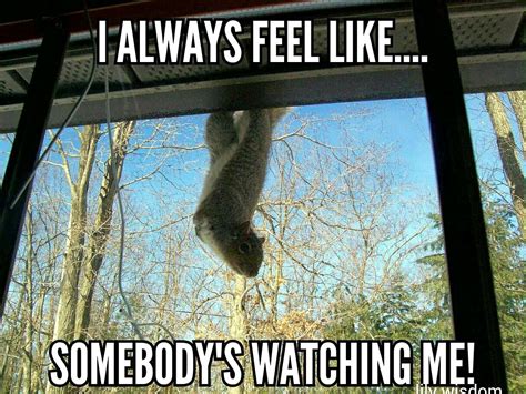 Check spelling or type a new query. 39 Very Funny Squirrel Meme Images, Gifs & Pictures | Picsmine