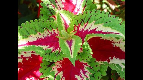How To Grow Coleus From Seed How To Germinate Coleus Seeds How To Sow